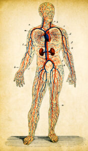 Illustration of the central nervous system